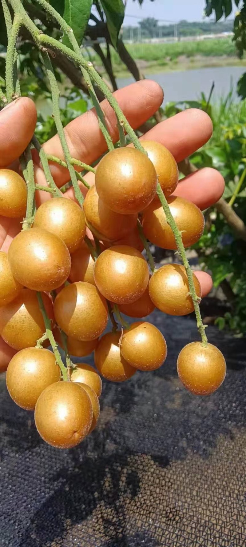 黄皮果，