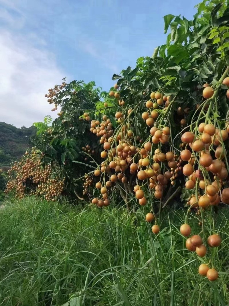 黄皮果，