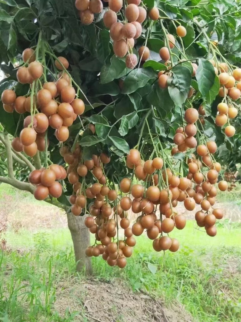黄皮果，
