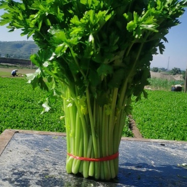 甘肃定西毛芹香芹大量上市一手货源现挖现发欢迎咨询