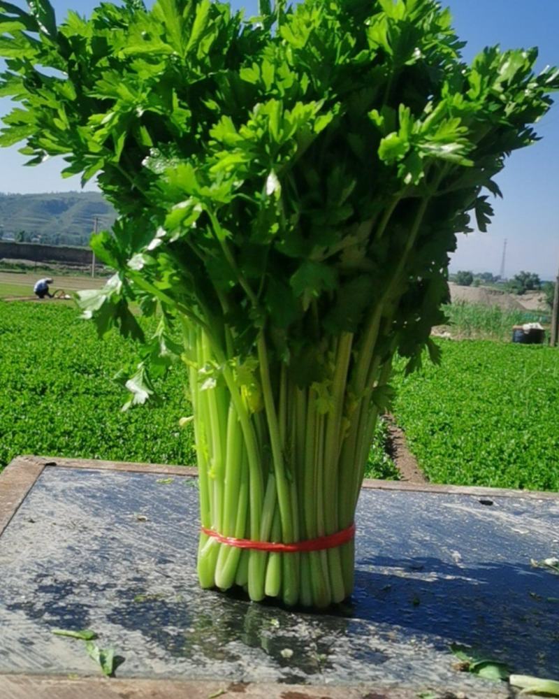 甘肃定西毛芹香芹大量上市一手货源现挖现发欢迎咨询