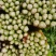 甘肃定西毛芹香芹大量上市一手货源现挖现发欢迎咨询