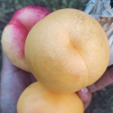 黄油桃上市，，需要老板可以联系我