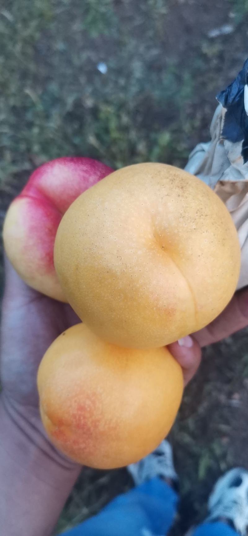黄油桃上市，，需要老板可以联系我
