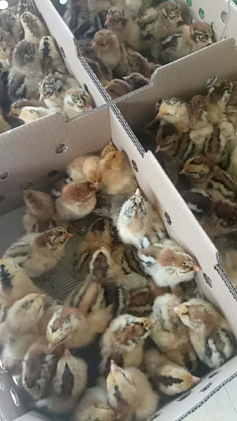 良凤花鸡苗快大型鸡苗肉鸡广西肉鸡苗贵阳鸡苗