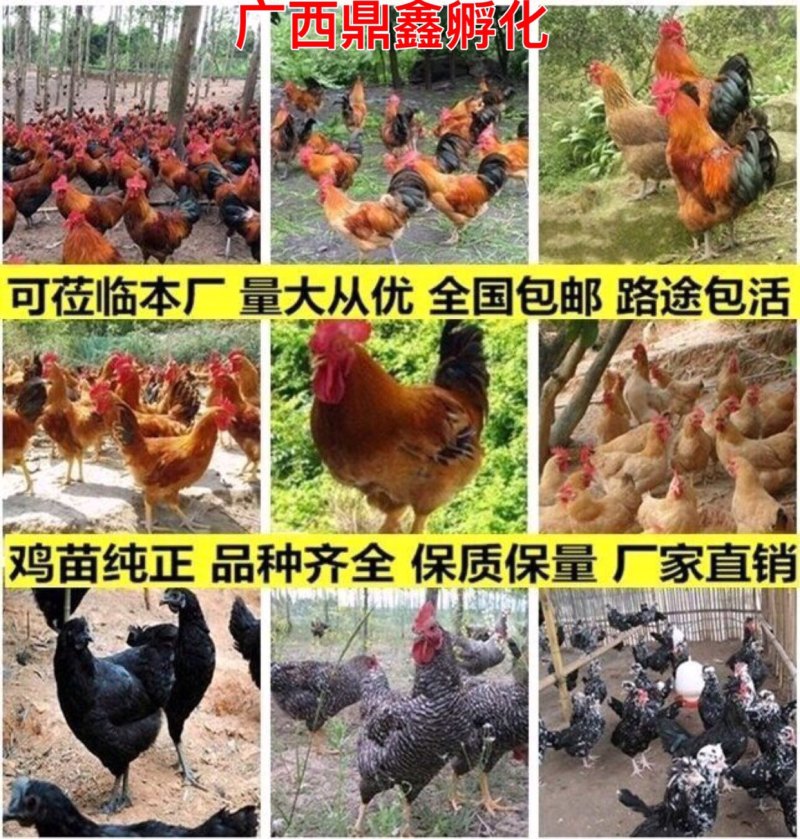 良凤花鸡苗快大型鸡苗肉鸡广西肉鸡苗贵阳鸡苗