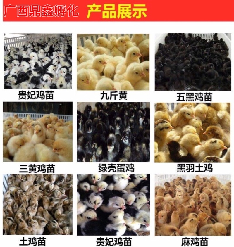 良凤花鸡苗快大型鸡苗肉鸡广西肉鸡苗贵阳鸡苗