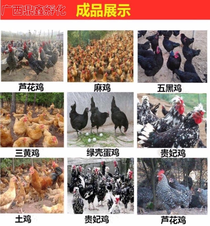 良凤花鸡苗快大型鸡苗肉鸡广西肉鸡苗贵阳鸡苗