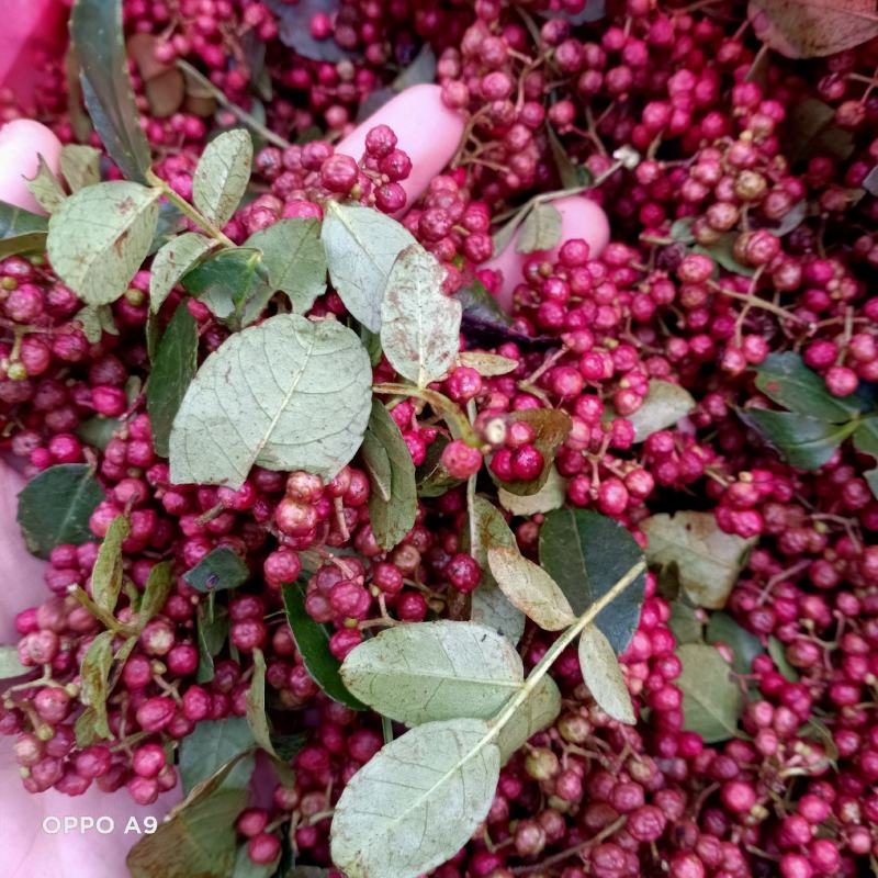 新鲜活花椒，颜色好，又麻又香，调味中精品，