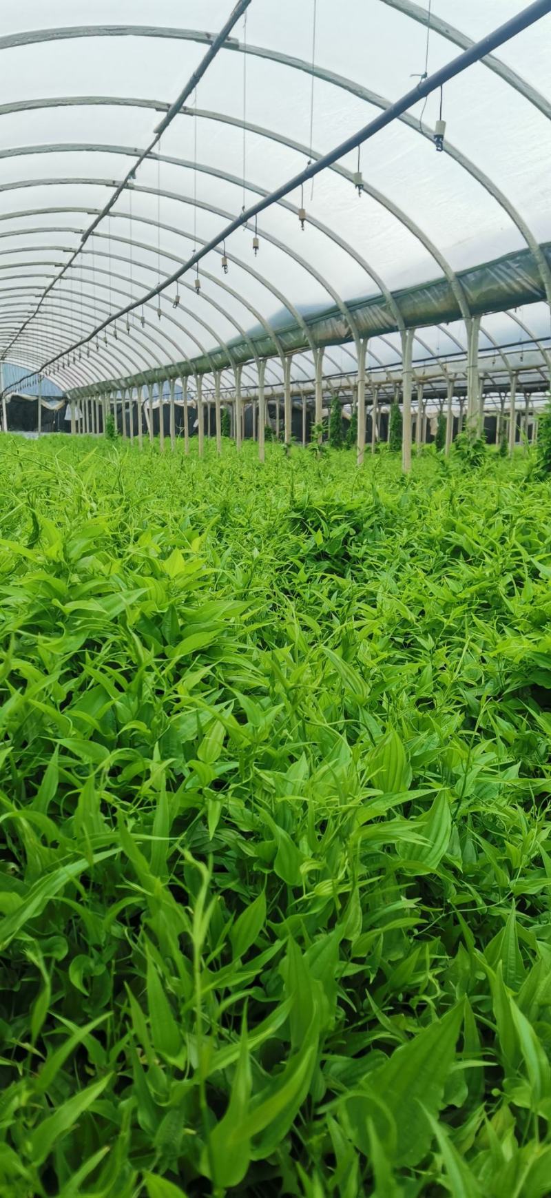 云南对叶大百部种苗，签合同包回收，投资小产量高，价格稳定
