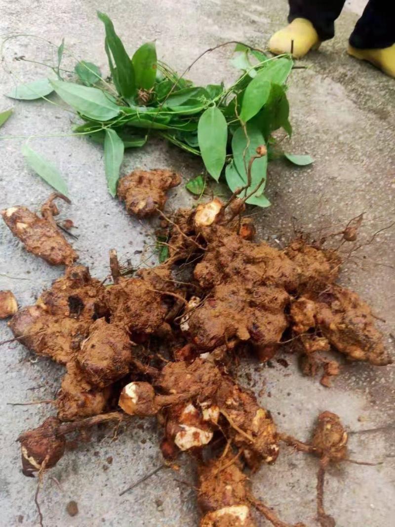 白肉粉质土茯苓