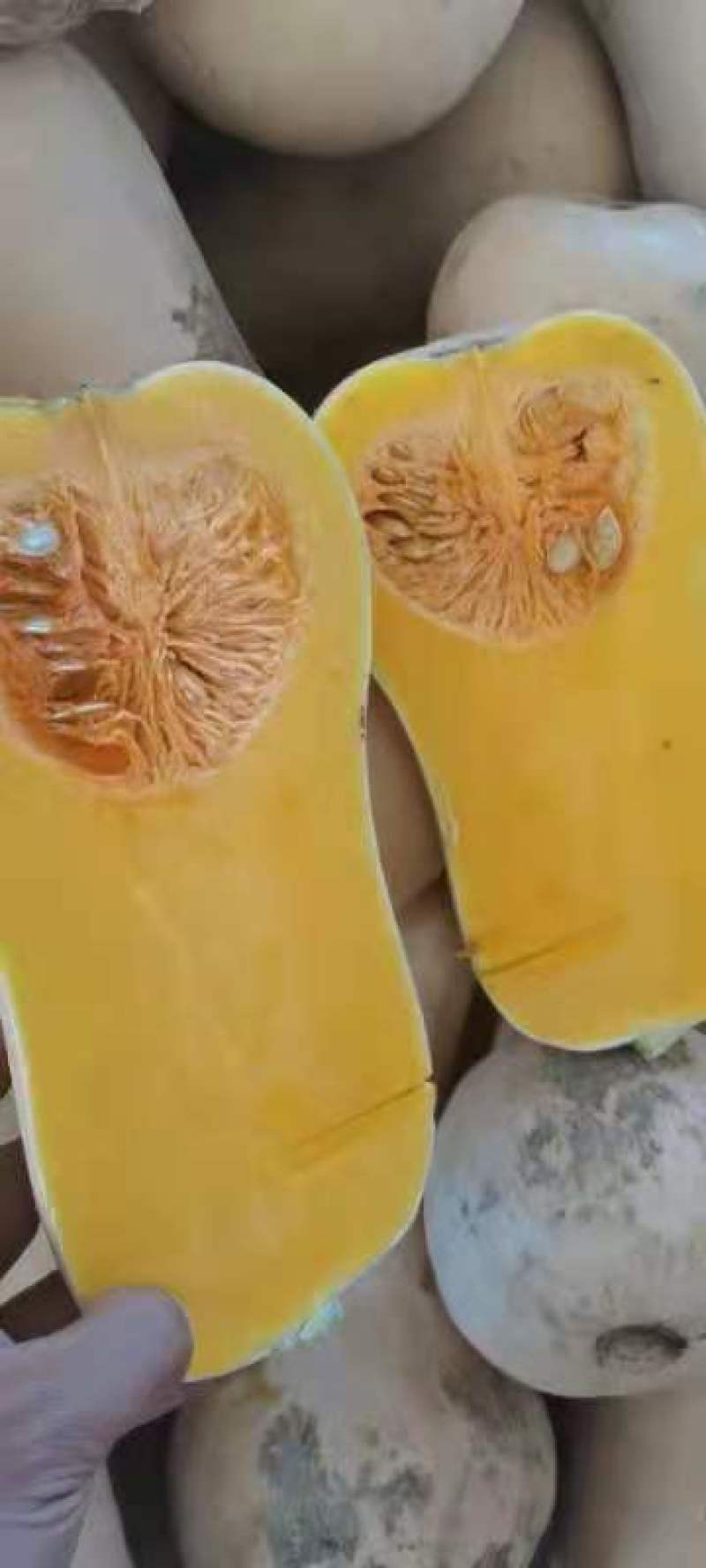 奶油南瓜种植面积巨大！干面甜：口感好：存放时间久！