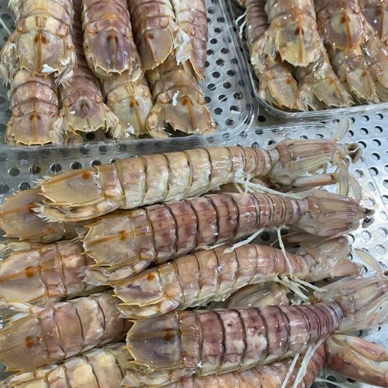 本港活煮皮皮虾熟冻濑尿虾常年供应各地餐饮门店