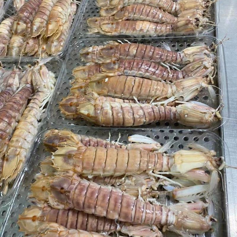 本港活煮皮皮虾熟冻濑尿虾常年供应各地餐饮门店
