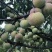 茵红李