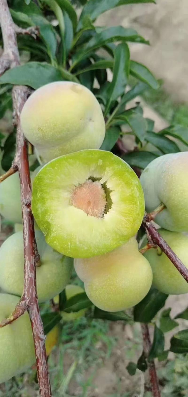 茵红李