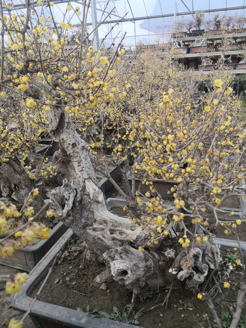 腊梅。鄢陵腊梅甲天下，苗圃占地六十余亩，培育有独干，丛生