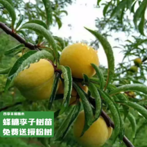 正宗贵州蜂糖李子苗【带分枝精选苗】【送授粉树】现挖苗