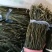 新货新货2023新货开售精品干豆角烘干晒干