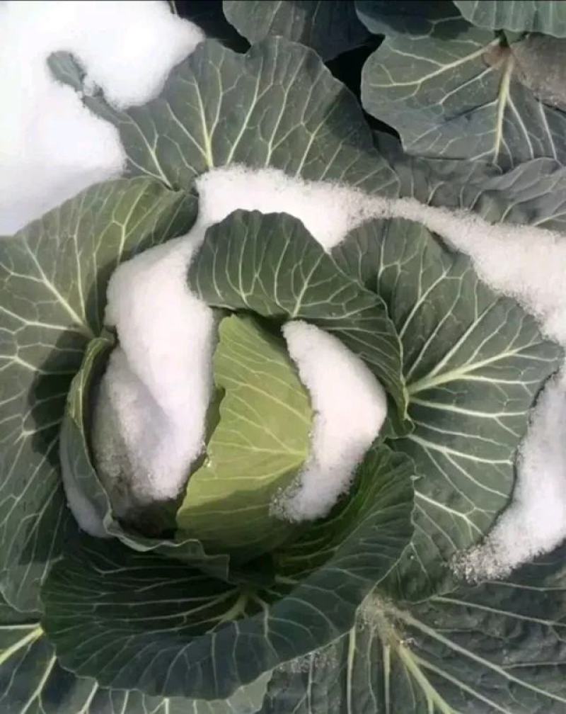 冬绿甘蓝