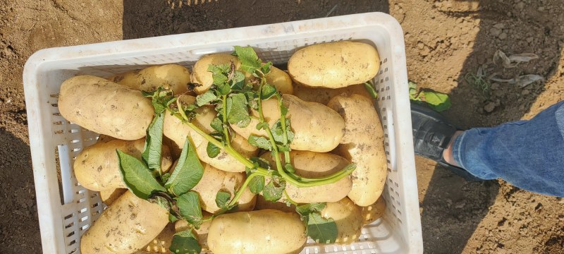 常年代办山东青岛区域荷兰土豆十五系列产品