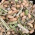 竹虫批发鲜活到家2斤起批发自家养殖一手货源