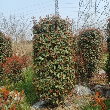 红叶石楠柱