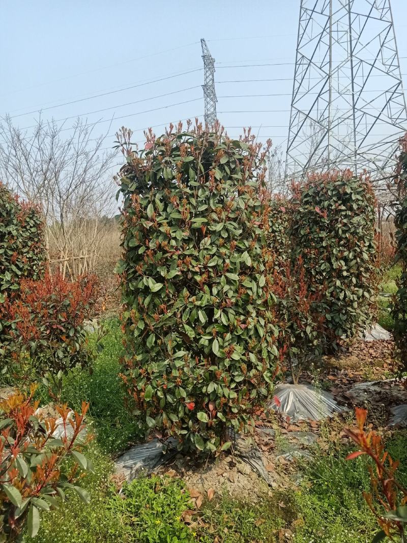 红叶石楠柱