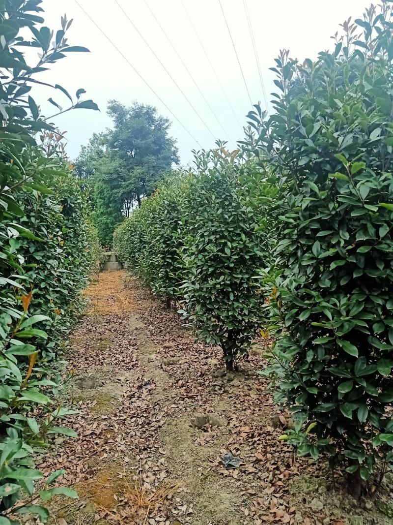 红叶石楠柱