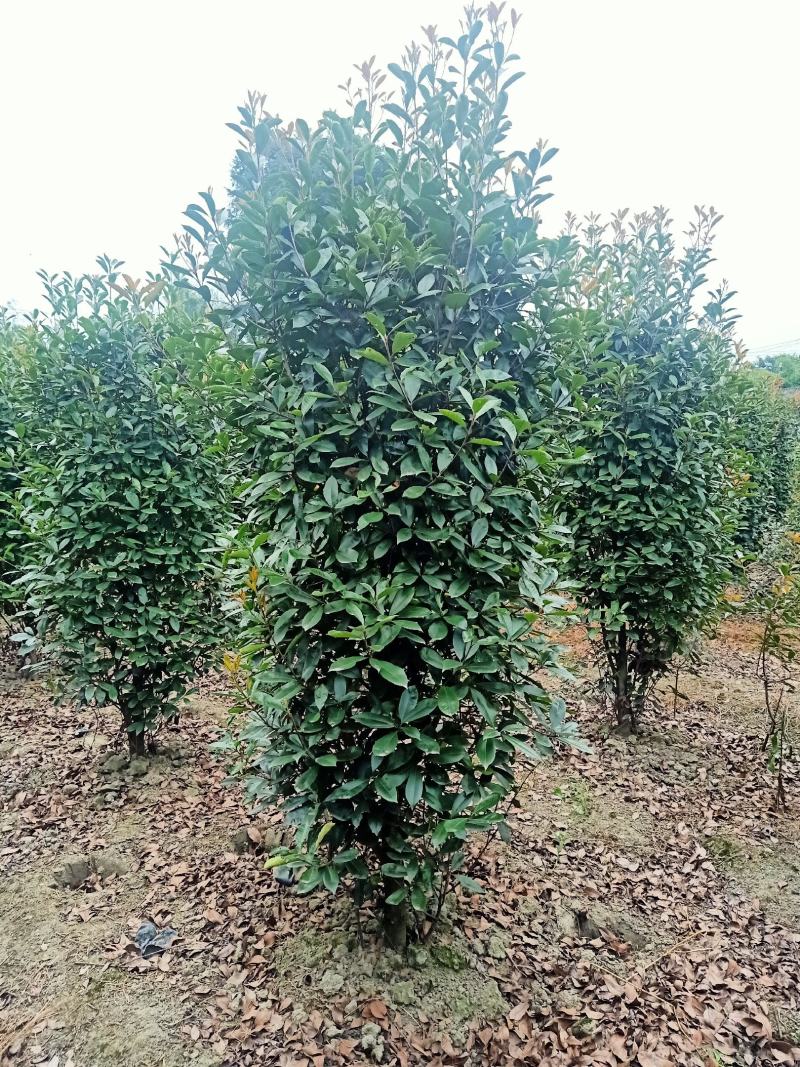红叶石楠柱