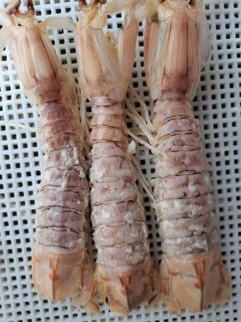 皮皮虾，活煮索鲜，爬爬虾，濑尿虾，肉质肥美，适合各大餐