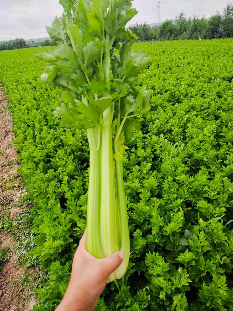 精品西芹大量上市