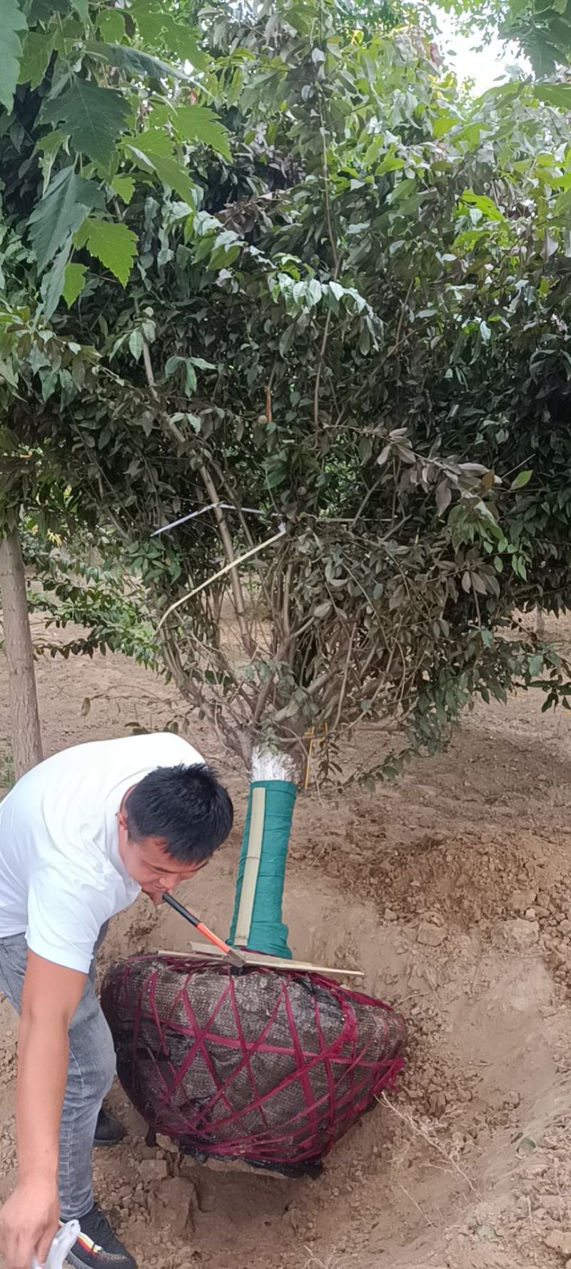 红叶碧桃基地，苗圃精品货源，6—18公分量大，地头装车