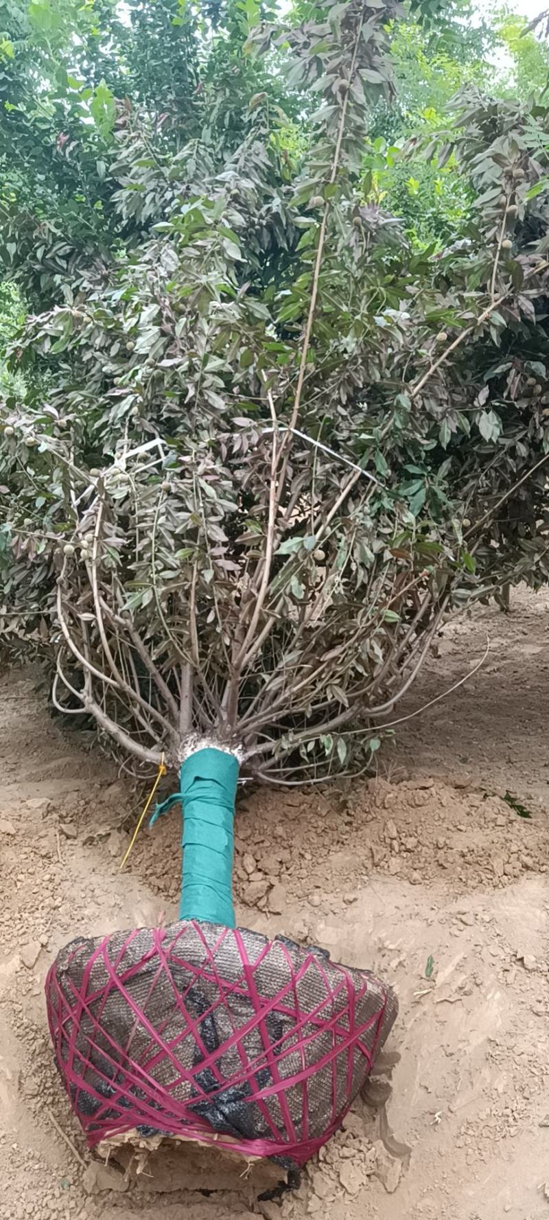 红叶碧桃基地，苗圃精品货源，6—18公分量大，地头装车