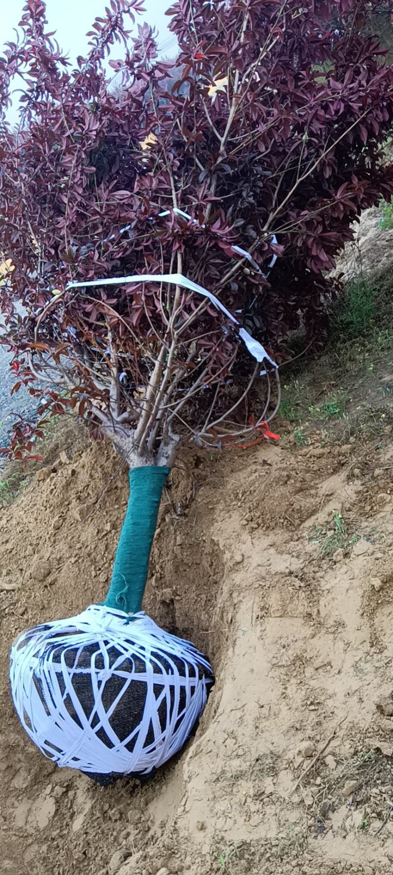 红叶碧桃基地，苗圃精品货源，6—18公分量大，地头装车