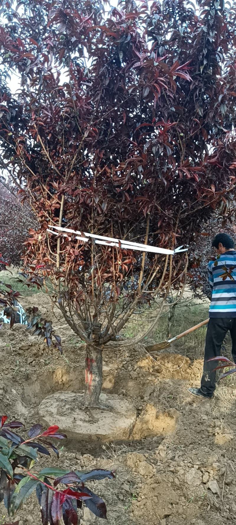 红叶碧桃基地，苗圃精品货源，6—18公分量大，地头装车
