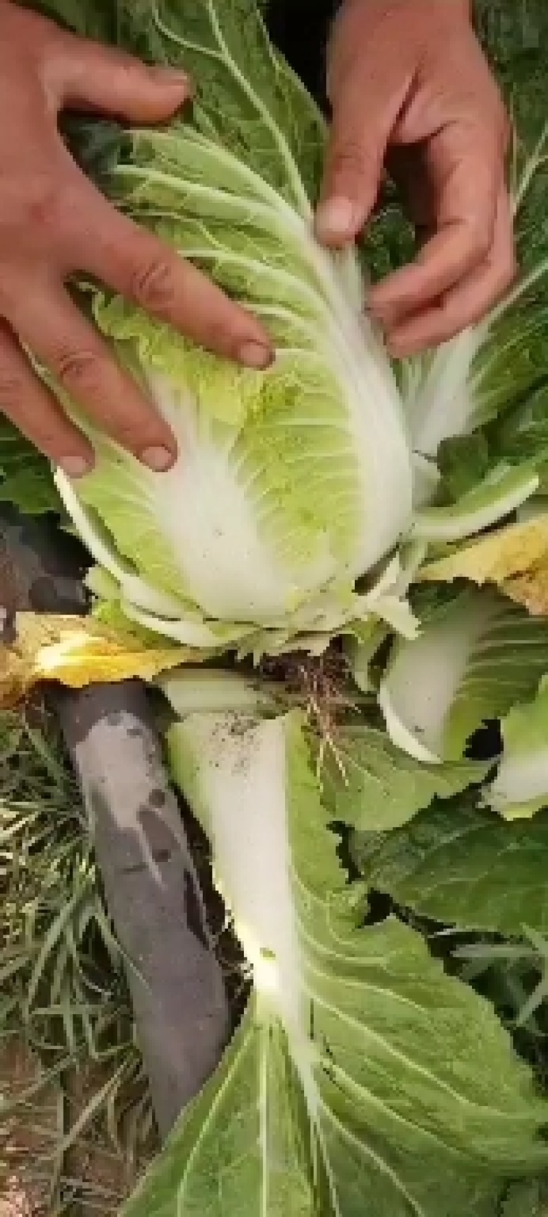 娃娃菜大量有货货好价低需要联系