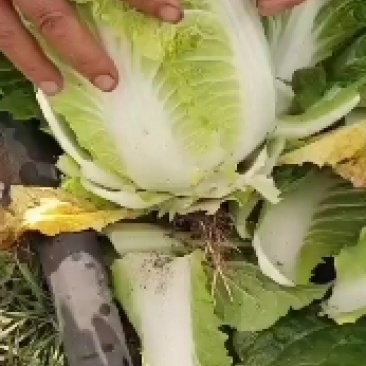 娃娃菜大量有货货好价低需要联系