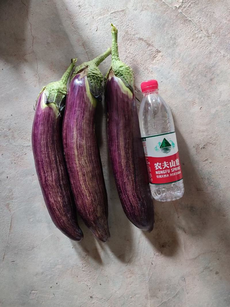 烧烤茄子新苗嫩有量！正季节蔬菜，，，，