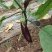 烧烤茄子新苗嫩有量！正季节蔬菜，，，，
