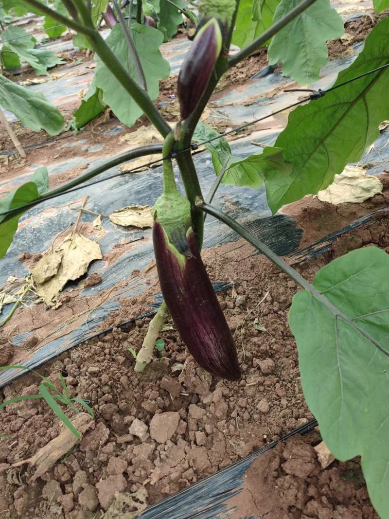 烧烤茄子新苗嫩有量！正季节蔬菜，，，，