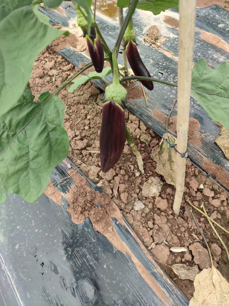 烧烤茄子新苗嫩有量！正季节蔬菜，，，，