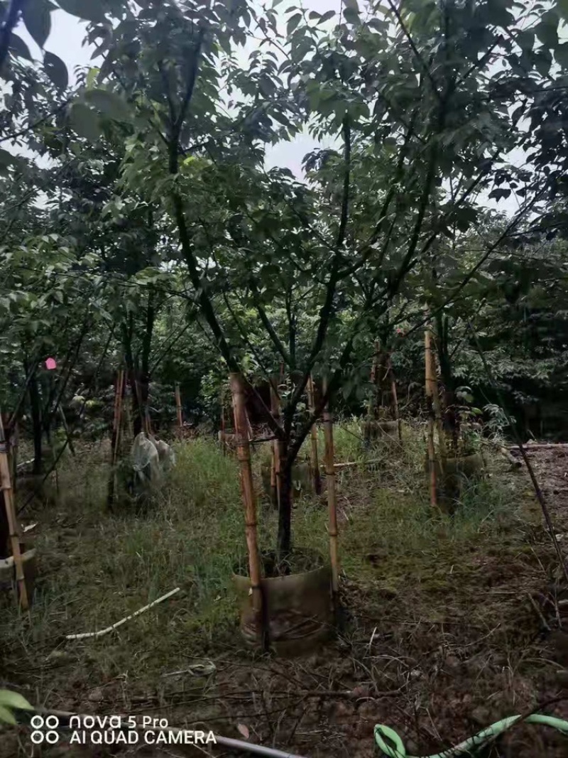樱花福建山樱花福建基地直销阿里山樱花