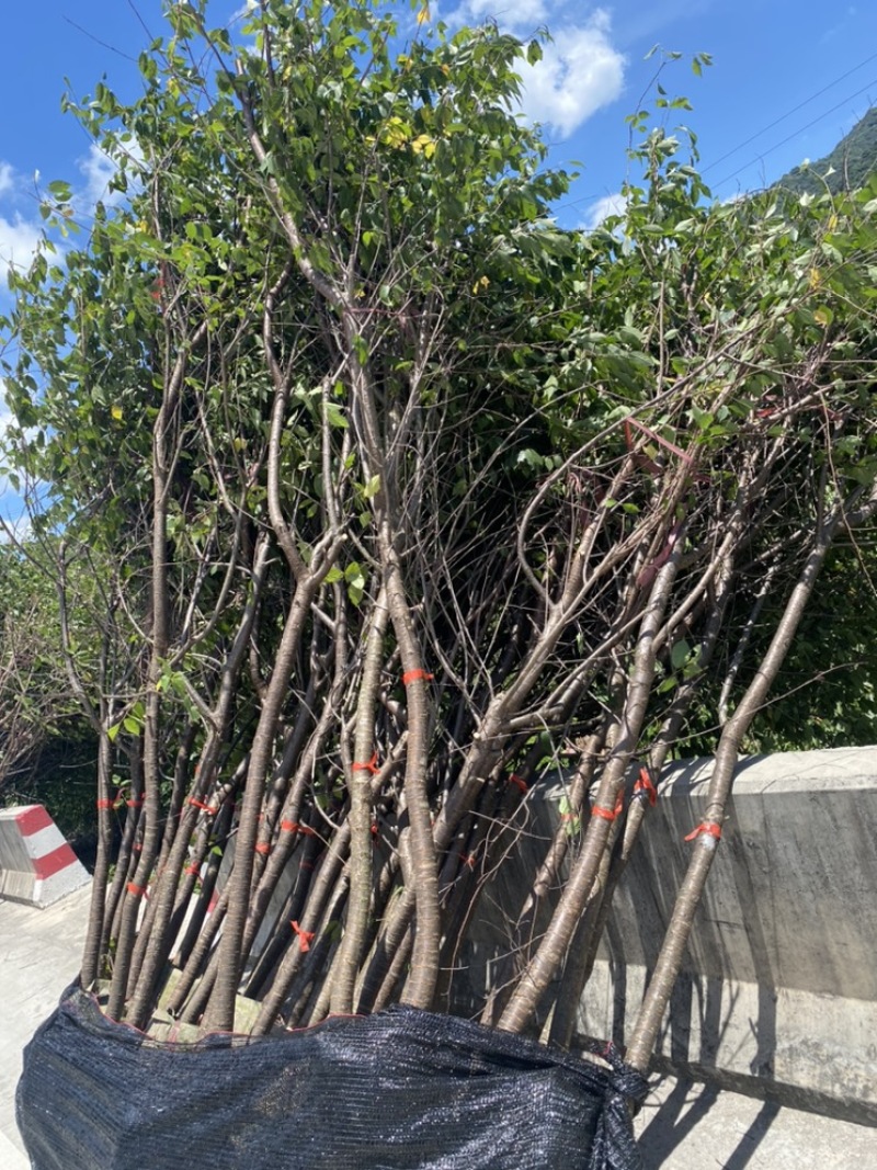 樱花福建山樱花福建基地直销阿里山樱花