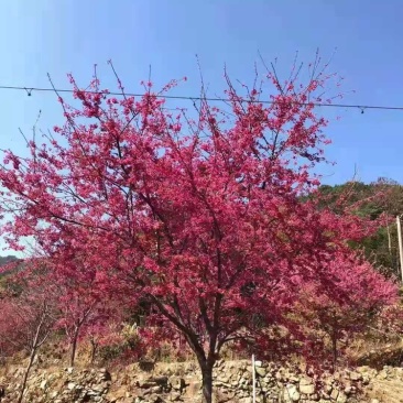 樱花福建山樱花福建基地直销阿里山樱花