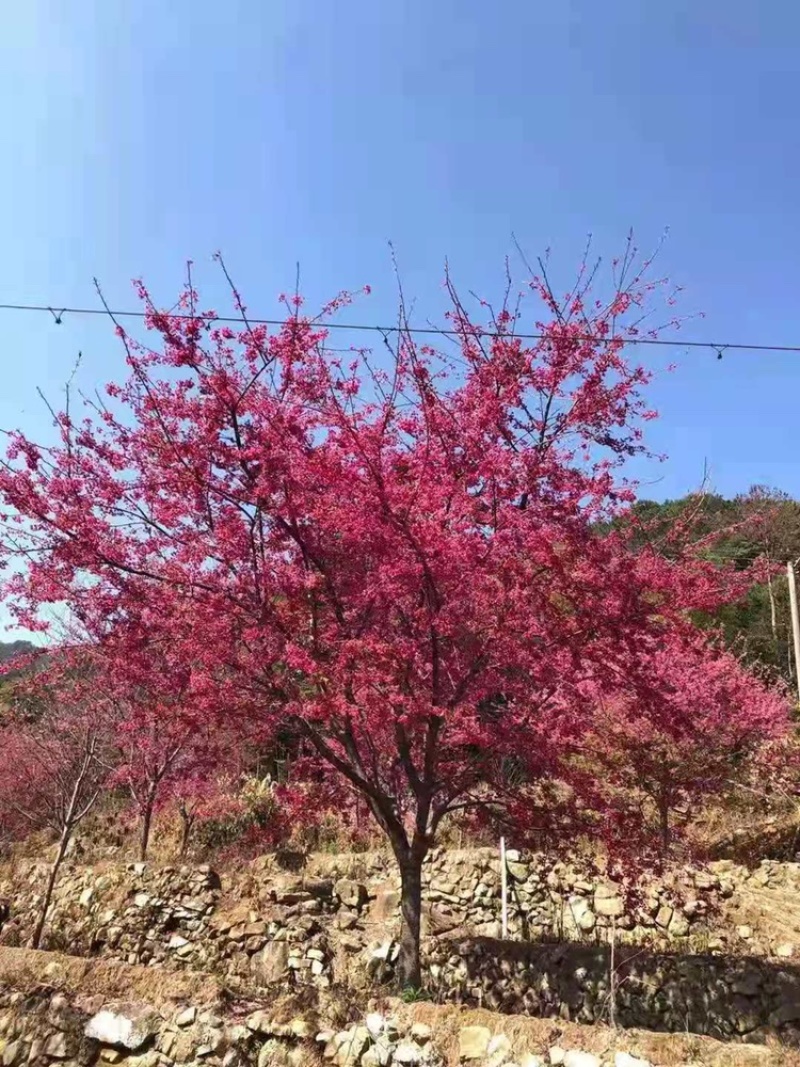 樱花福建山樱花福建基地直销阿里山樱花