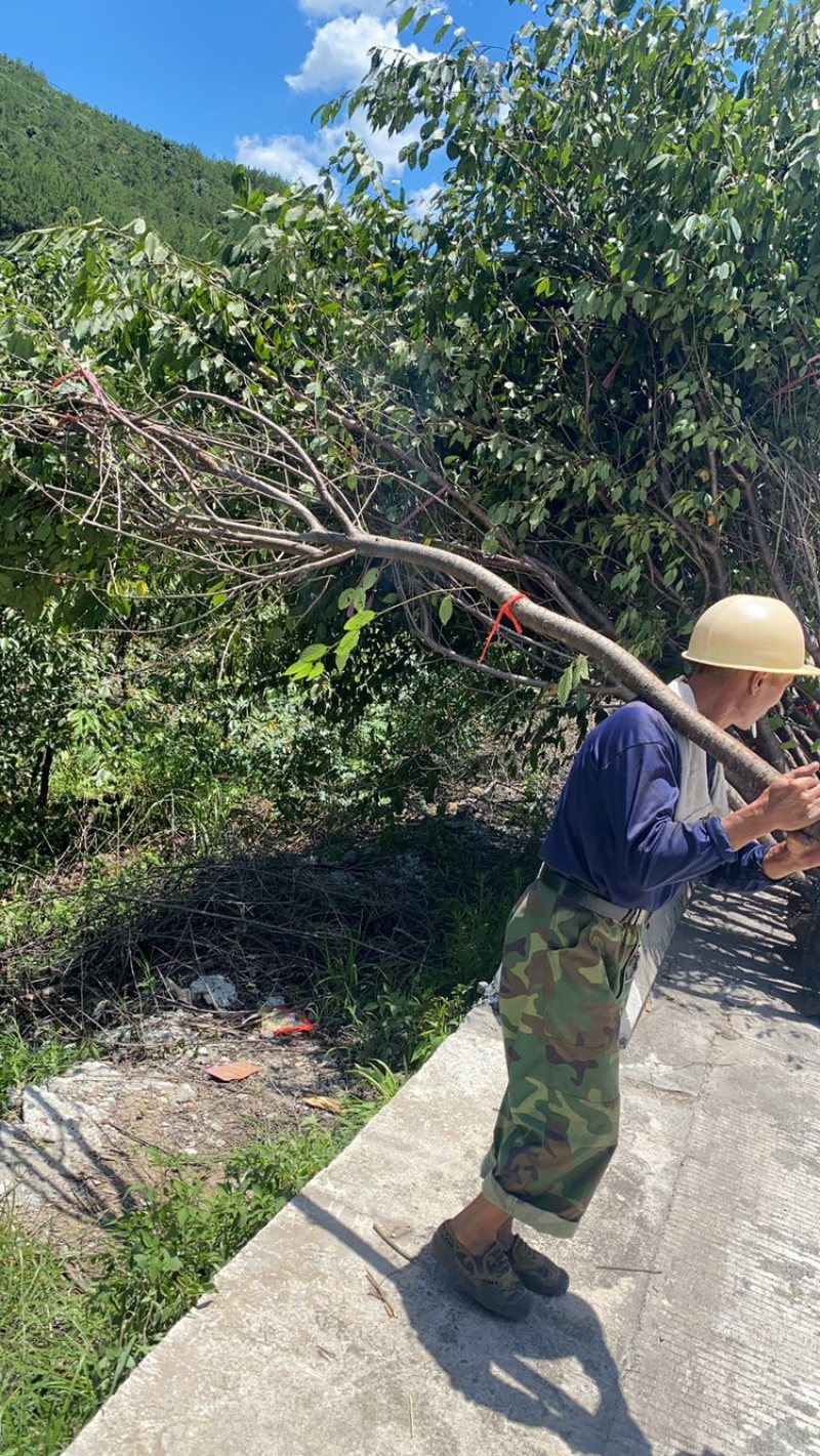 樱花福建山樱花福建基地直销阿里山樱花