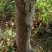 山东泡桐基地苗圃货源量大从优棵棵精品品质保证欢迎咨询