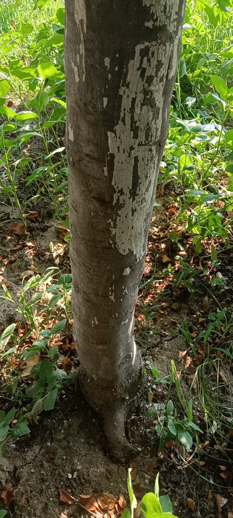 山东泡桐基地苗圃货源量大从优棵棵精品品质保证欢迎咨询