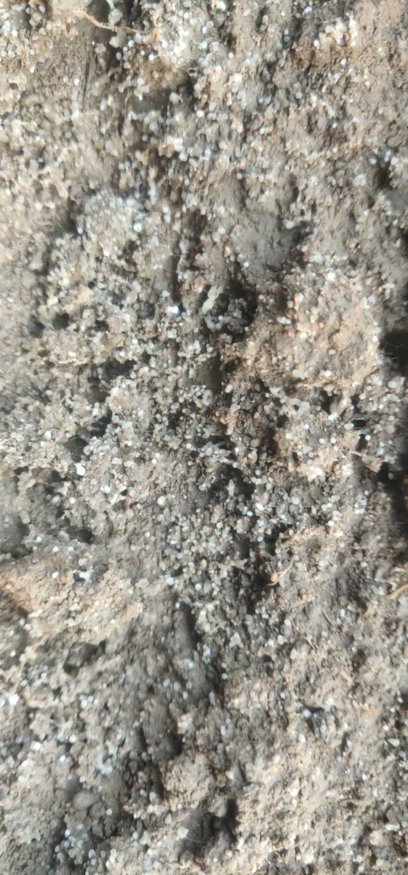 正规厂家销售六妹羊肚菌栽培种包技术包回收